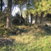 Dune di Donada e Contarina